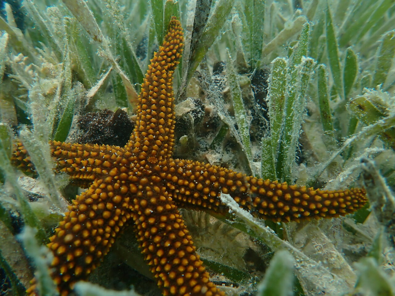 fwc starfish seagrass