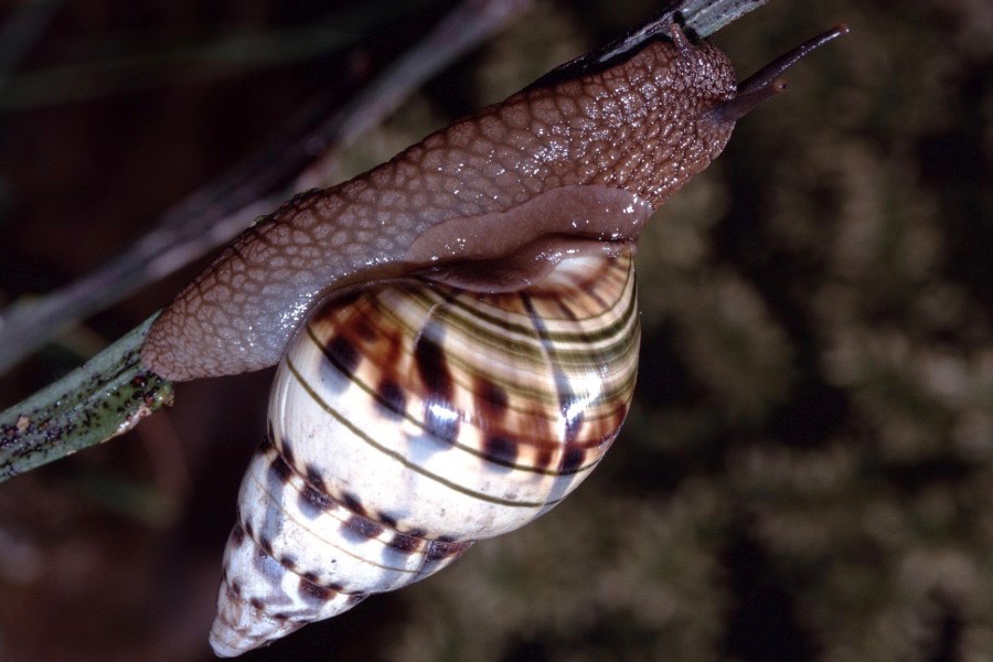 tree snail fiu