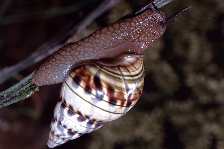 tree-snail-fiu.jpeg