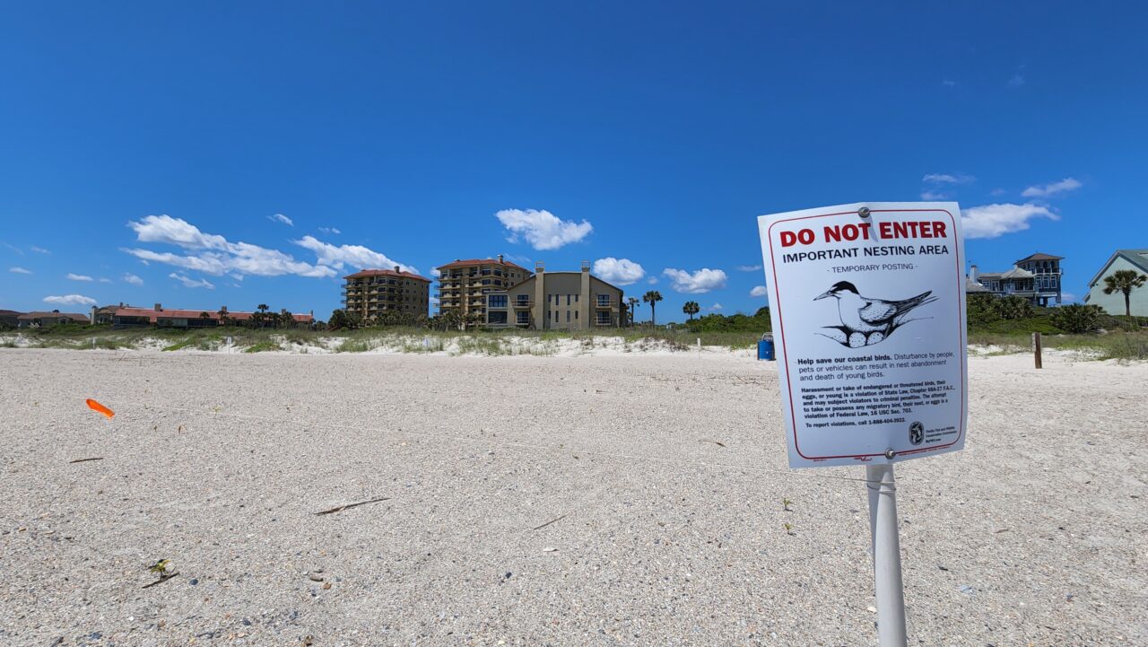 shorebirds amelia island nesting