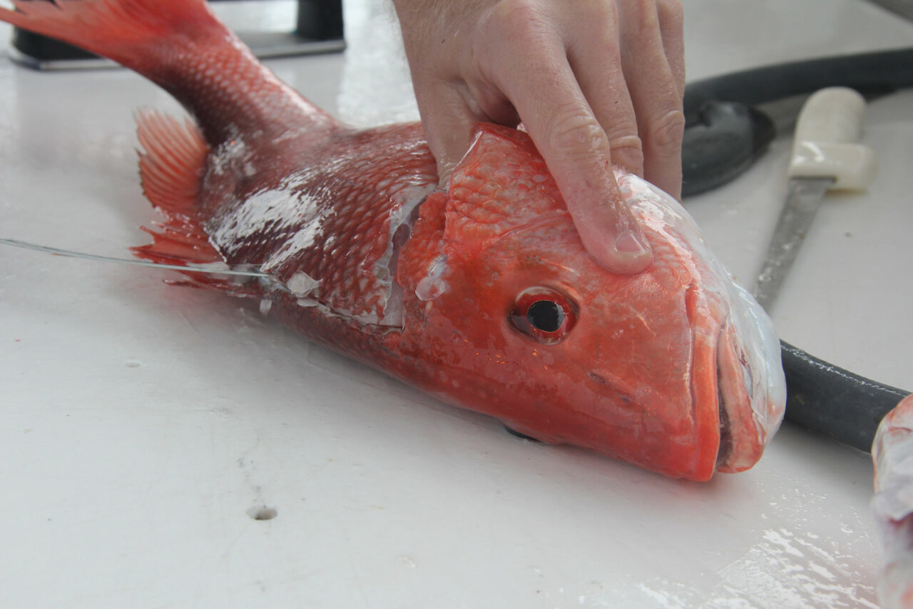 fwc red snapper handling
