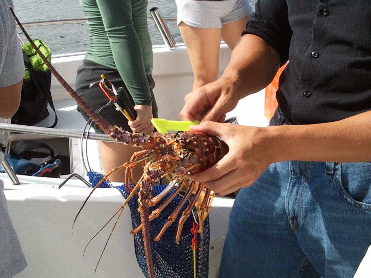 spiny lobster fwc