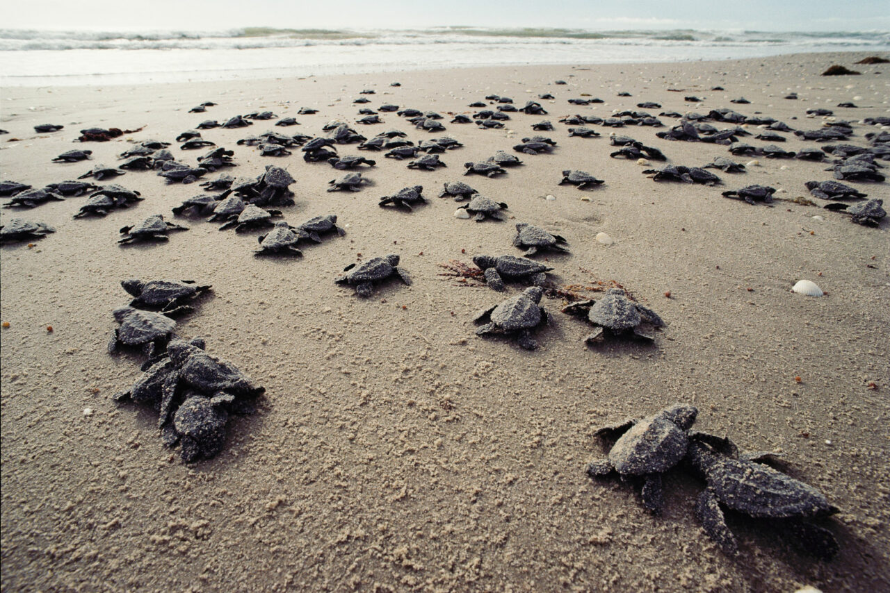 Turtle-hatch-and-go-to-sea-1280x854.jpg