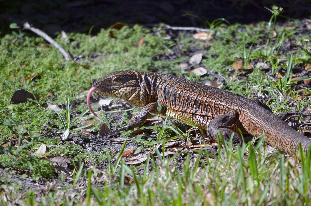 gold tegu lizard fwc