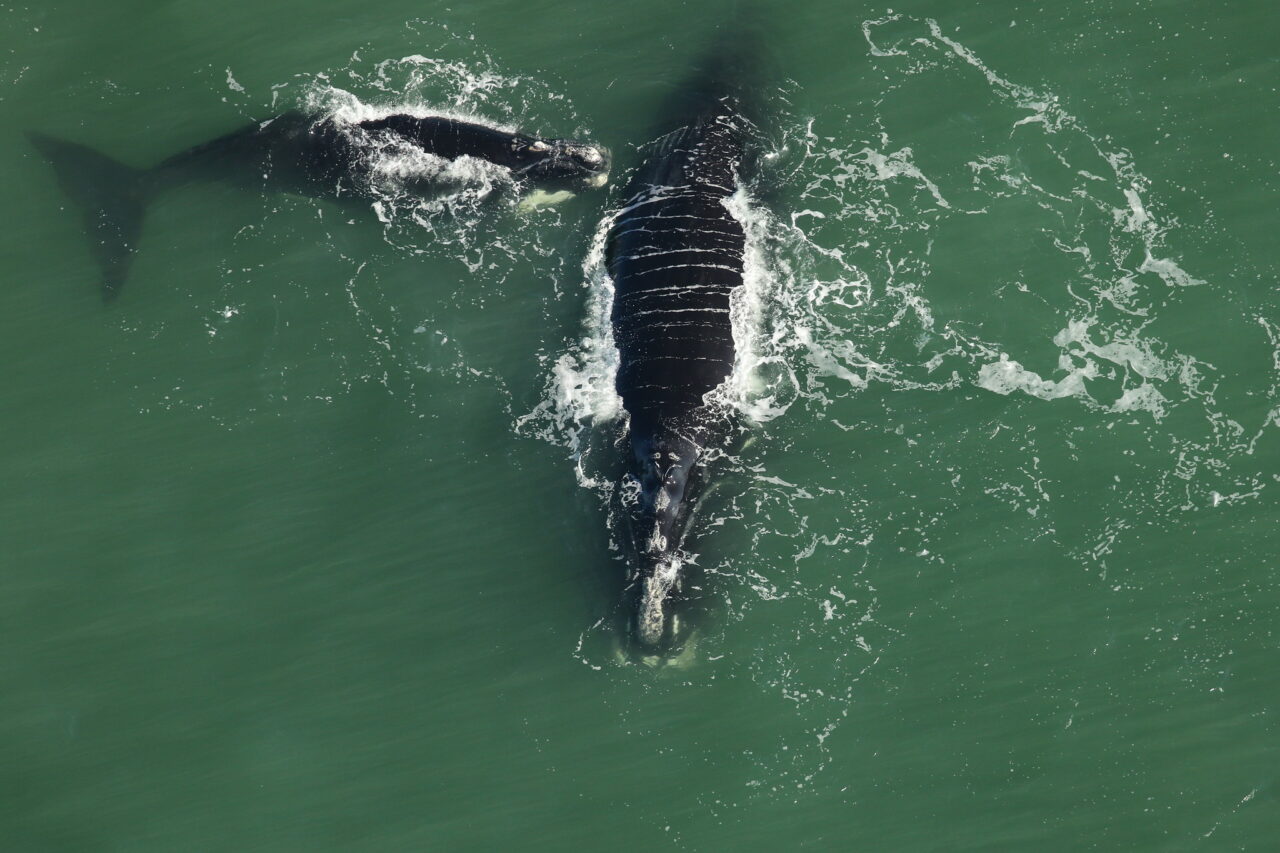 fwri right whale 2753 and calf