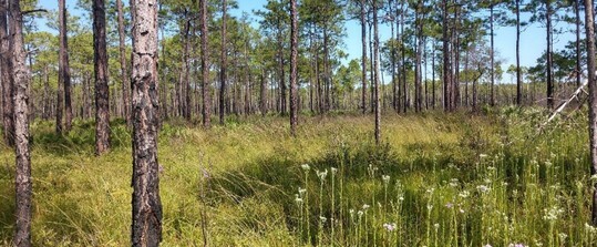 Pumpkin-Hill-Creek-Preserve-State-Park.jpg