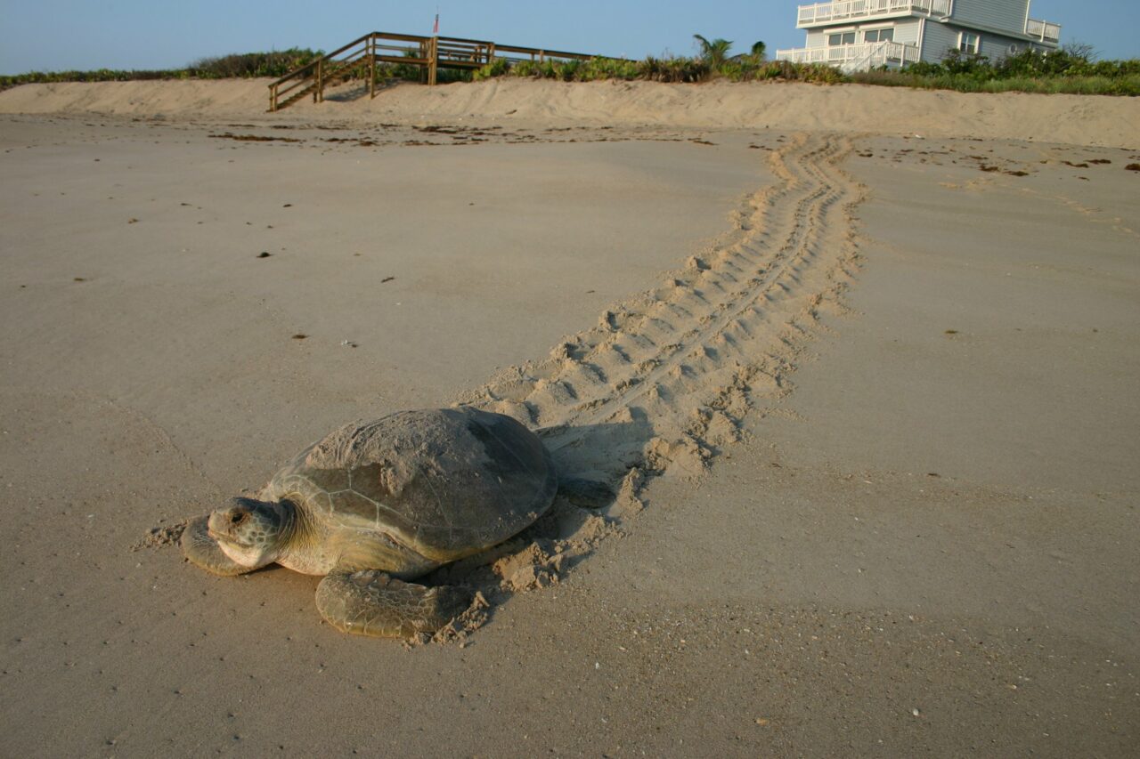 fwc fwri green sea turtle