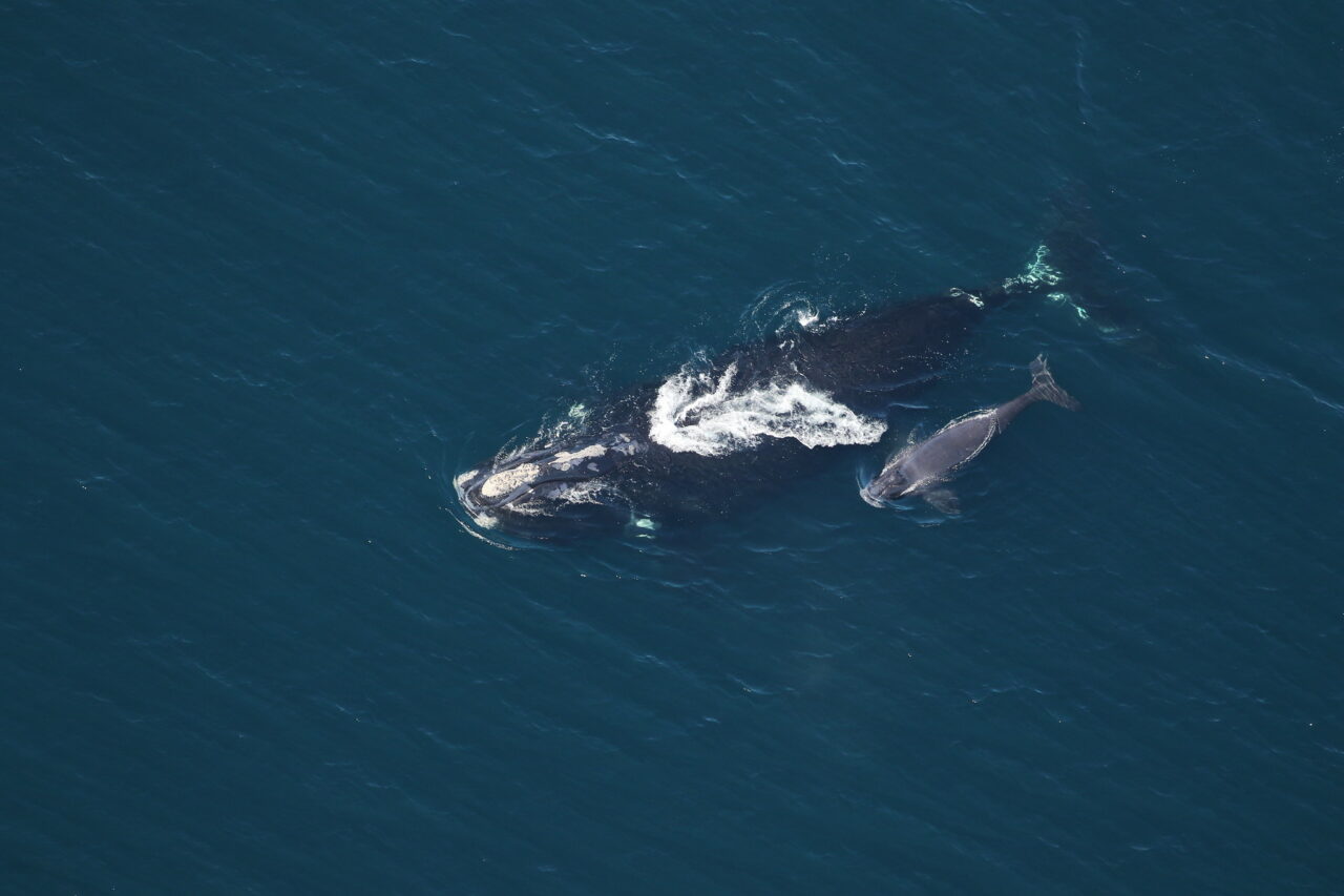 right whales fwc