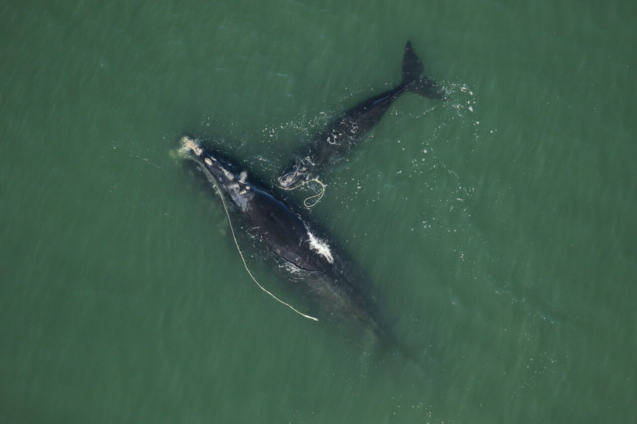 snow cone right whale fwc