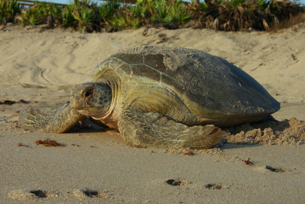 sea turtle