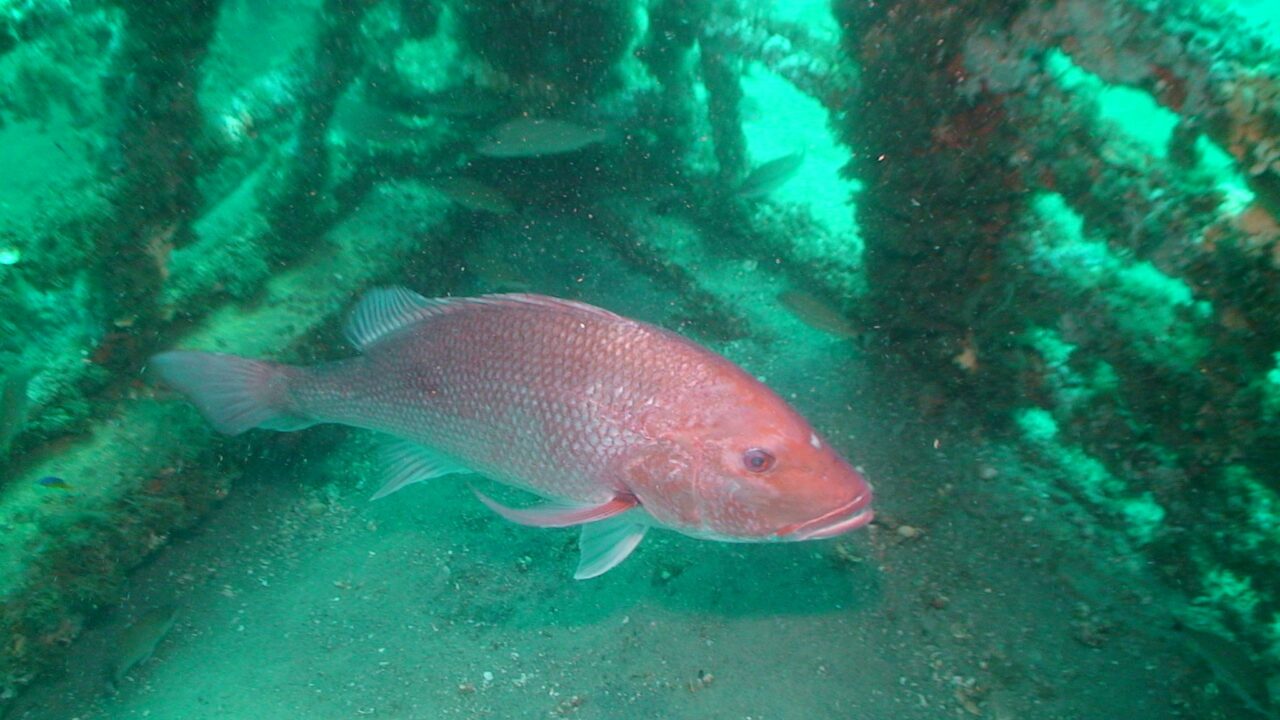 fwc red snapper large