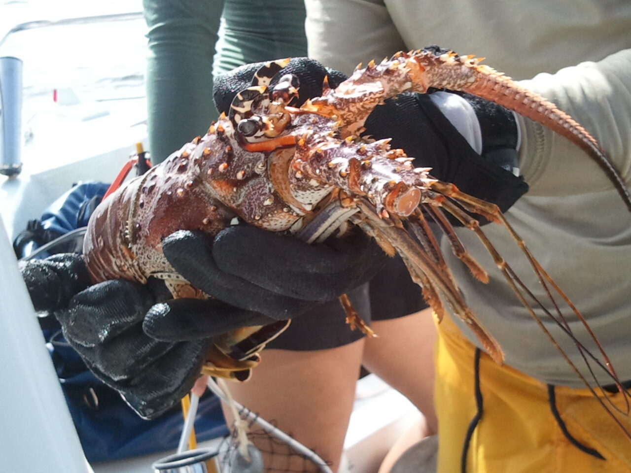 fwc spiny lobster held