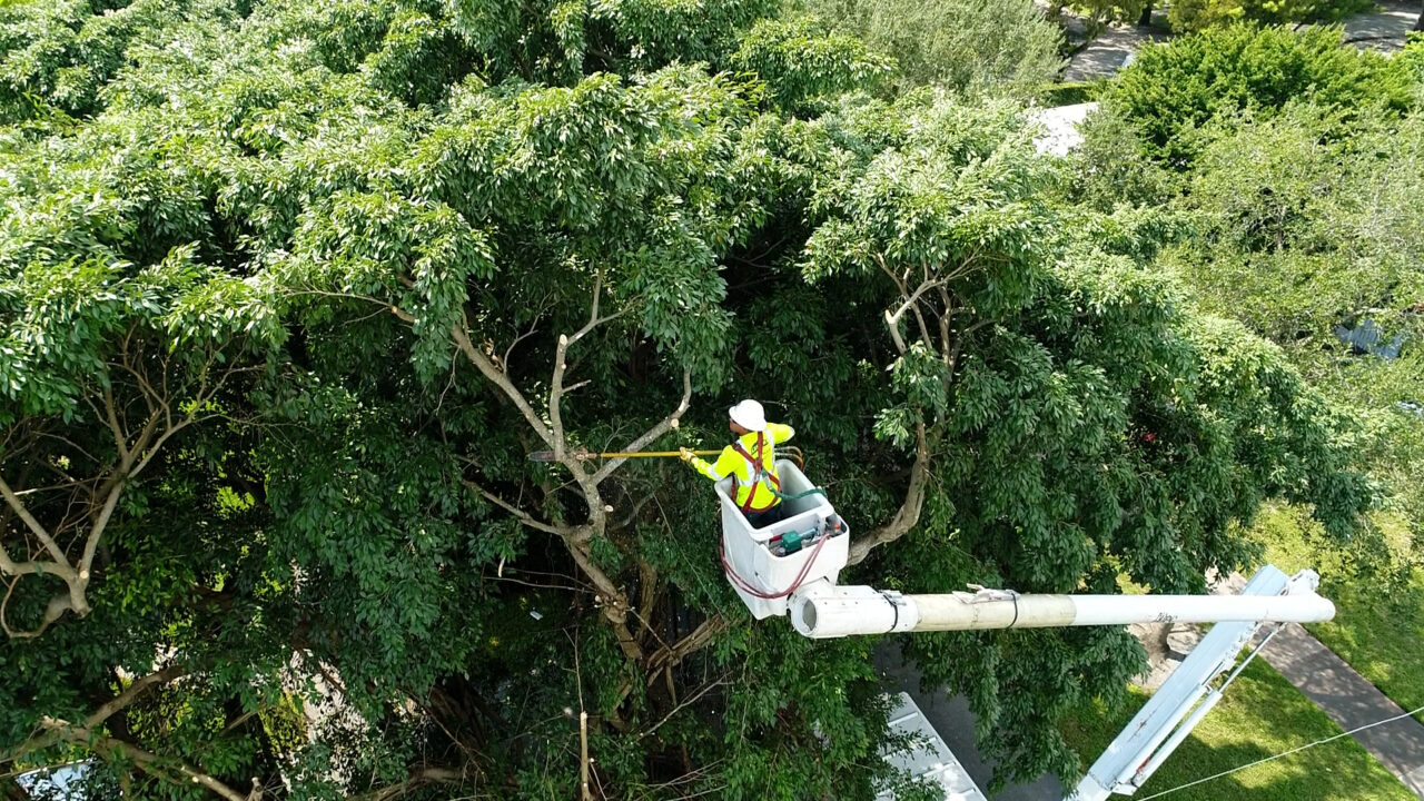 FPL Tree trimming - Coral Gables 9-24-22