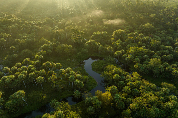 Florida Wildlife Corridor river forest
