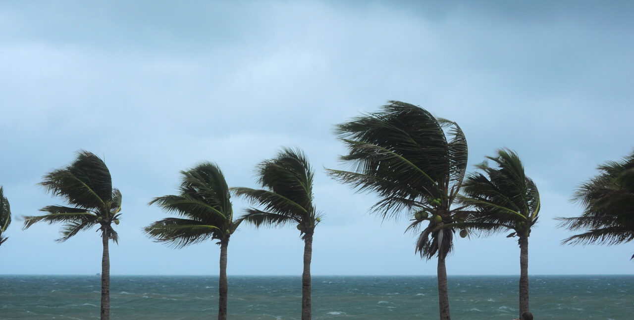 Palm tree at the hurricane, Blur leaf cause windy and heavy rain