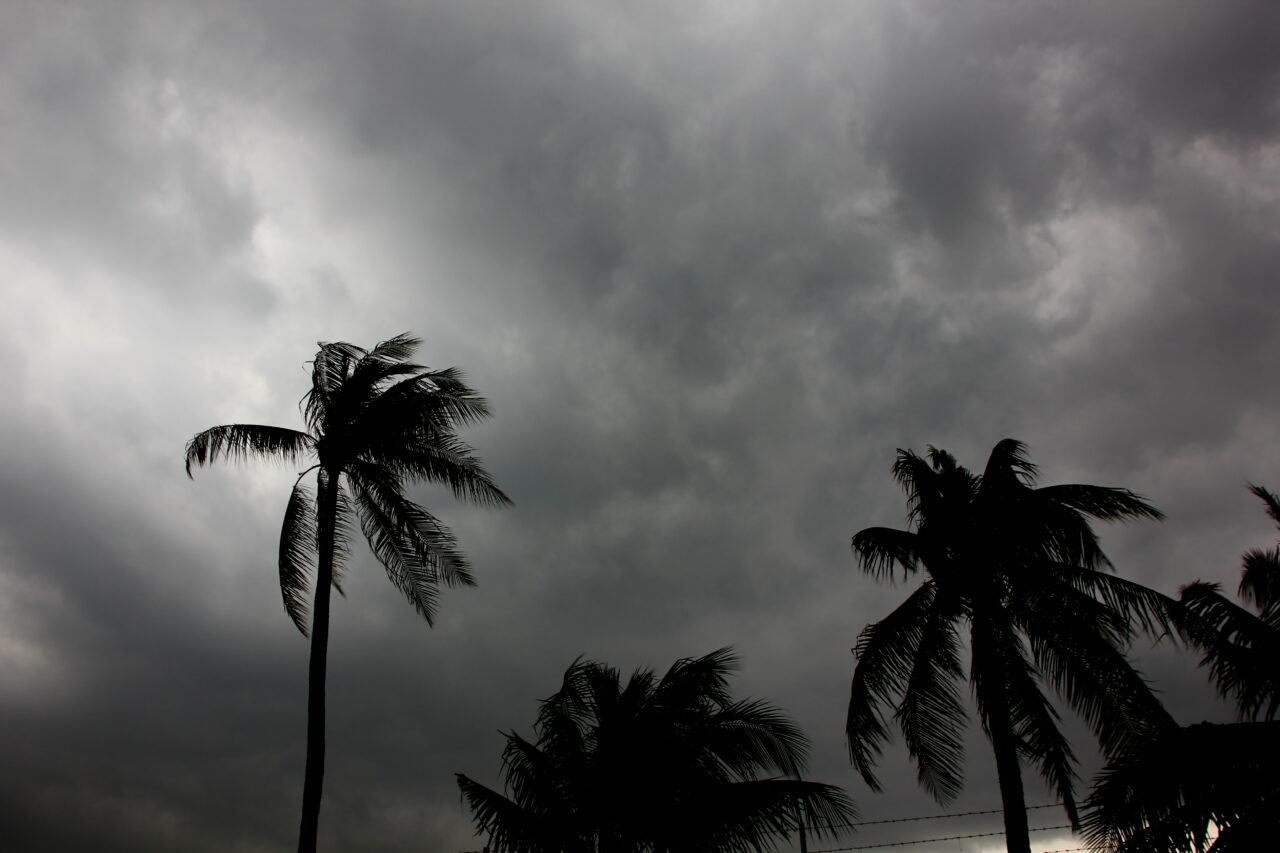 the rain storm big wind impact coconut tree with gray sky backgr