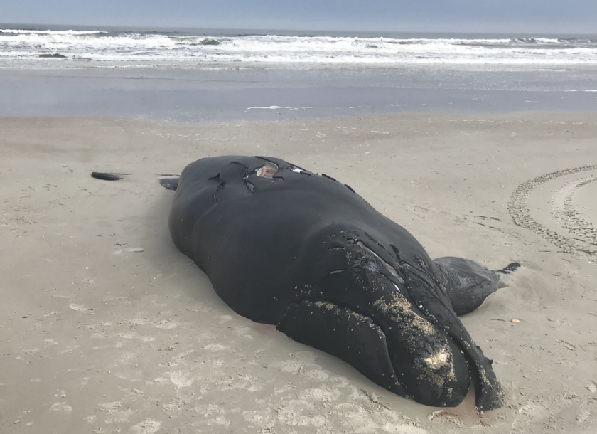 screenshot noaa ole right whale st augustine 2021