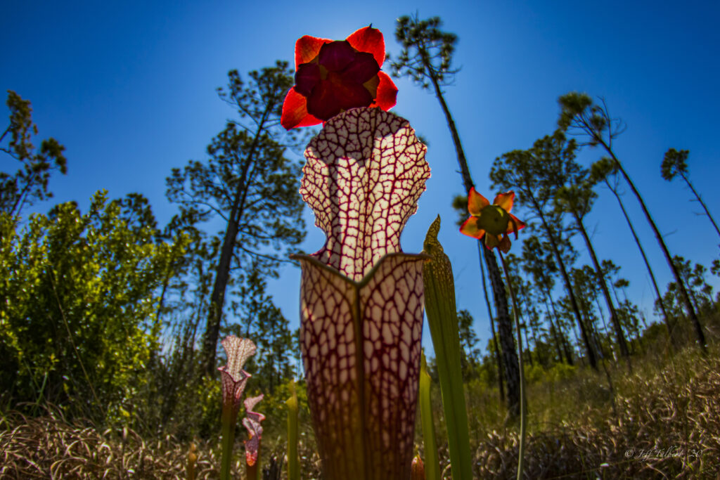 White-topped-pitcher-plant-with-flower-via-Jeff-Talbert-1024x683