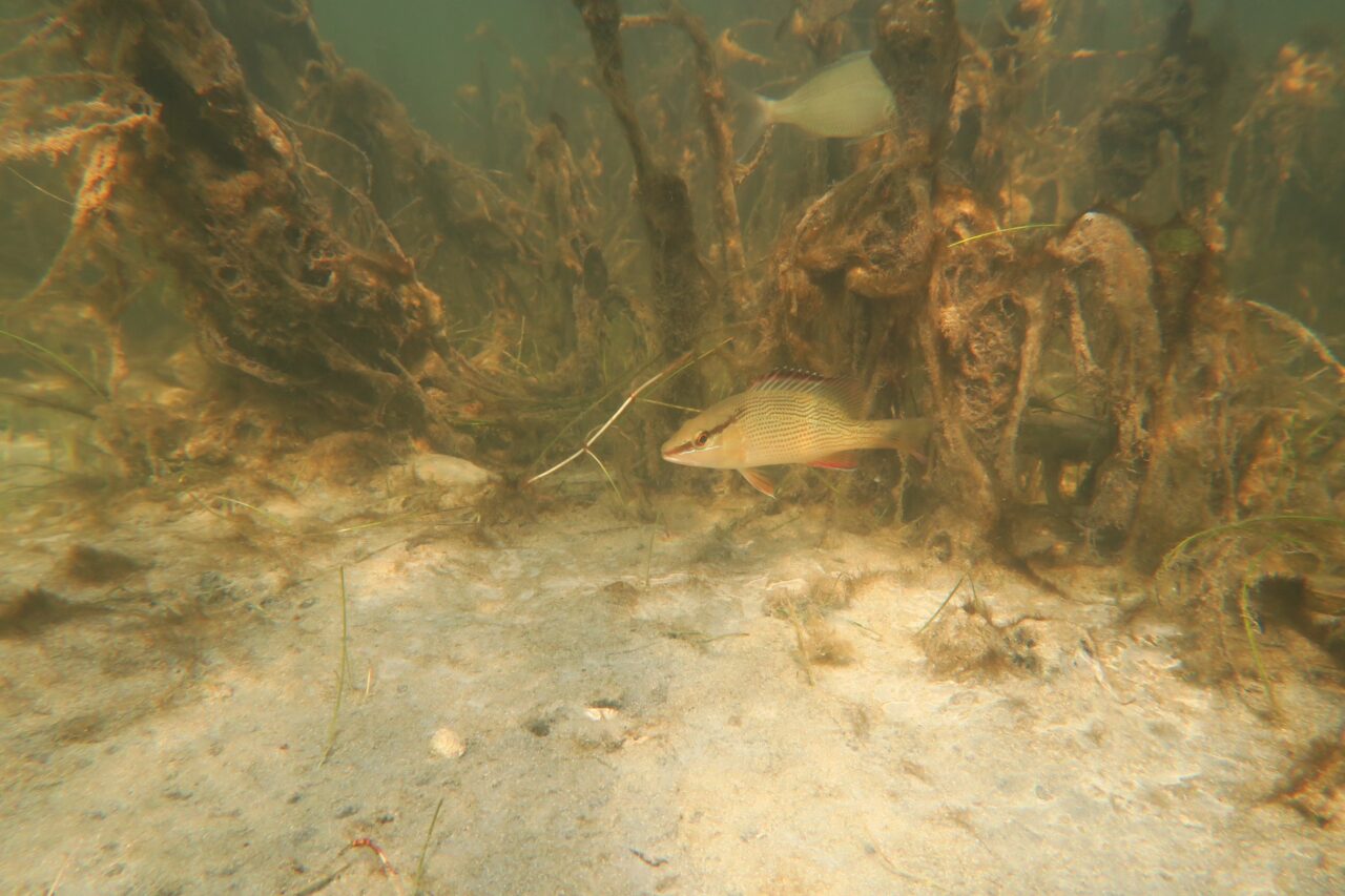 slime stuart seagrass algae