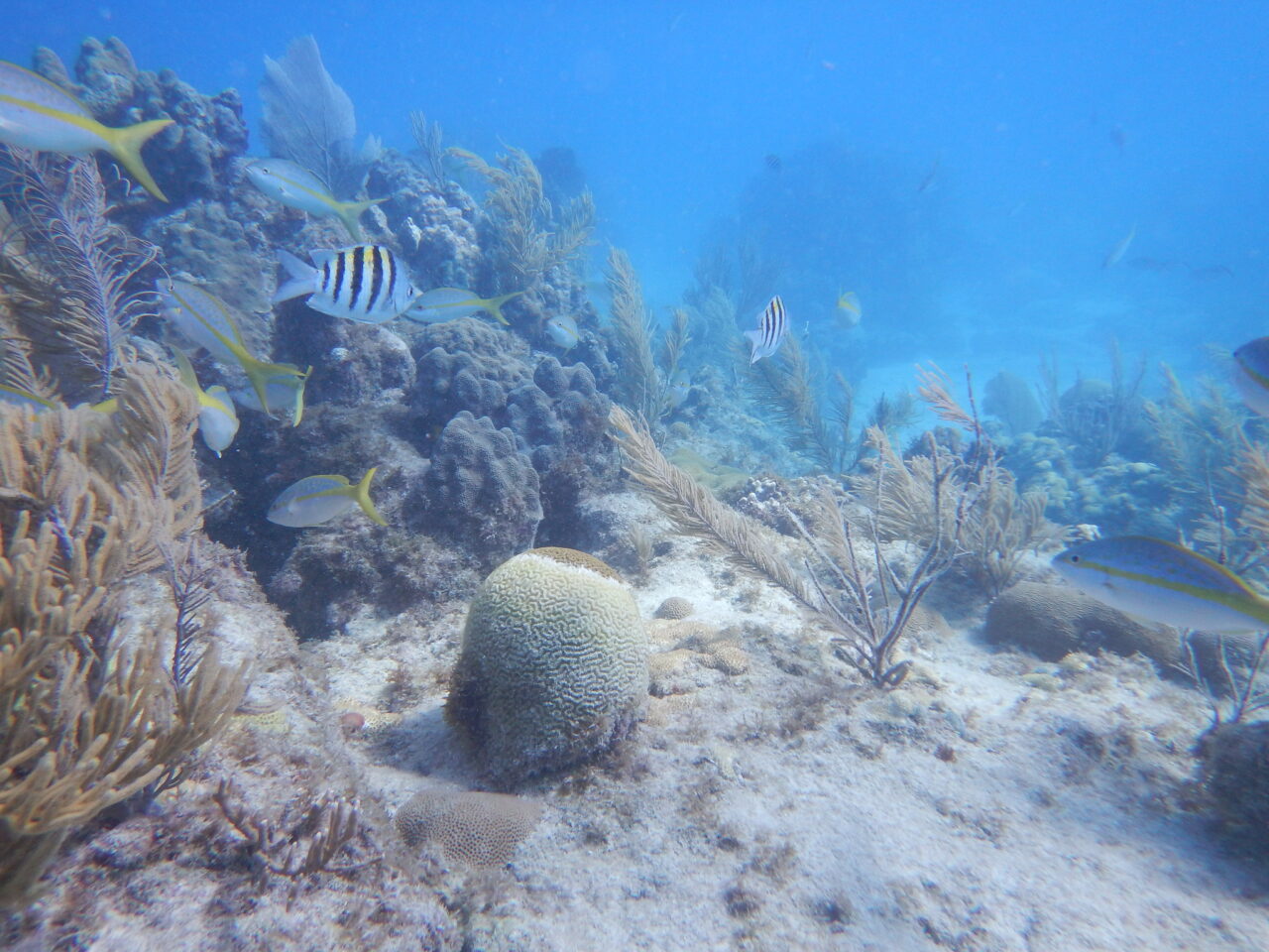 fwc coral disease