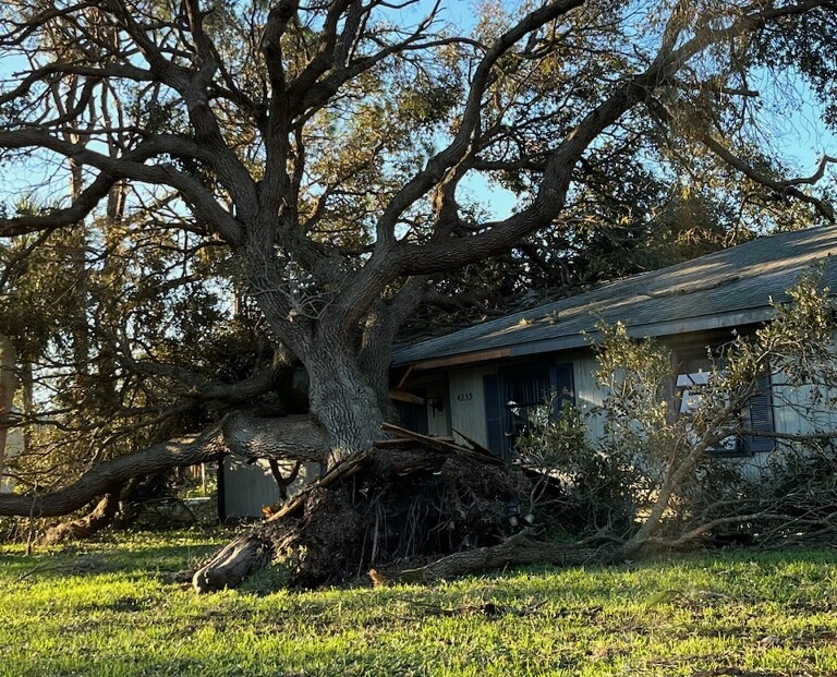 Tree-Kale-crop.jpg