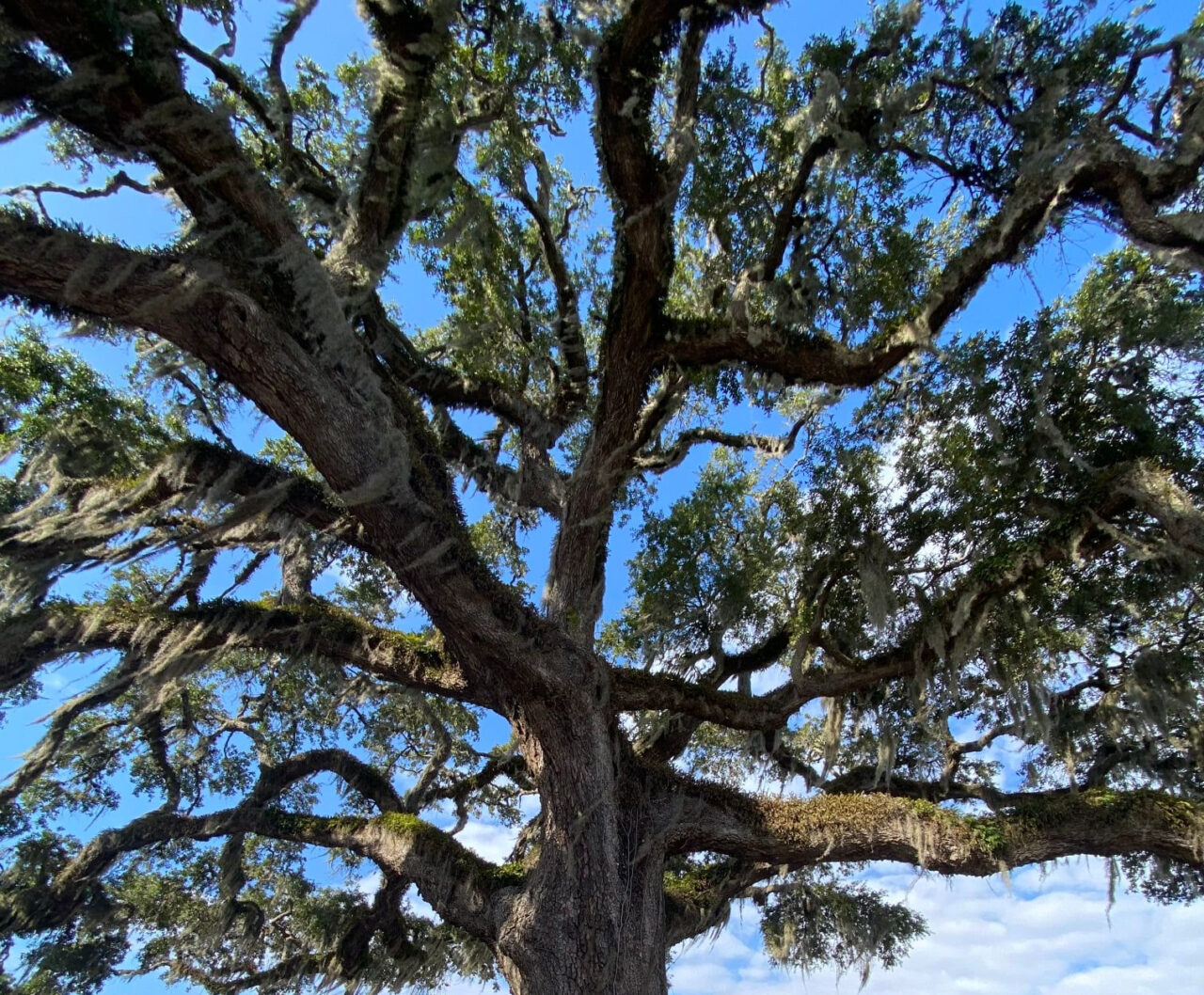 fernandina beach tree spanish moss