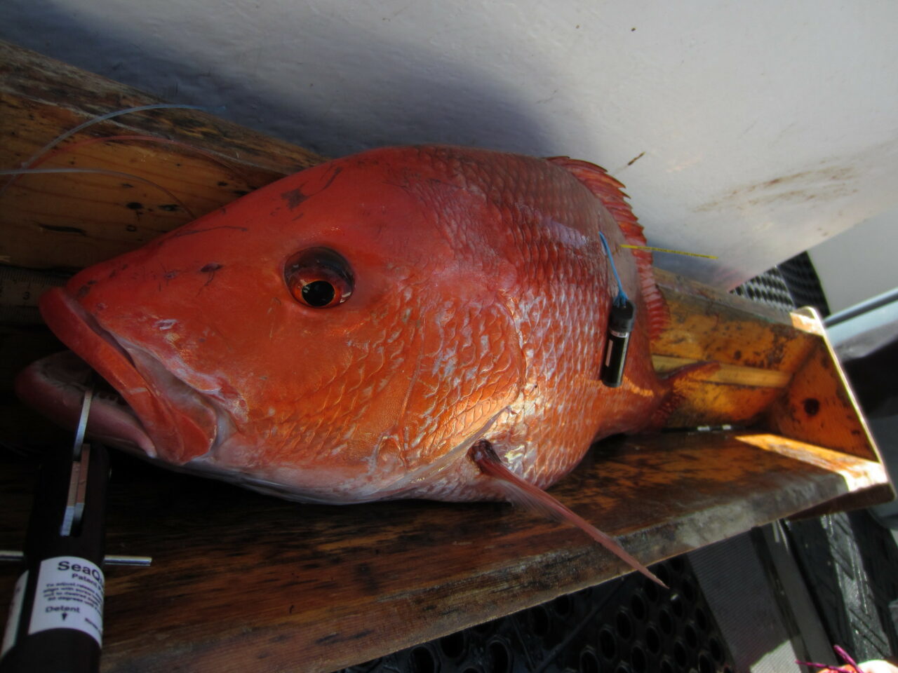 tagged red snapper fwc