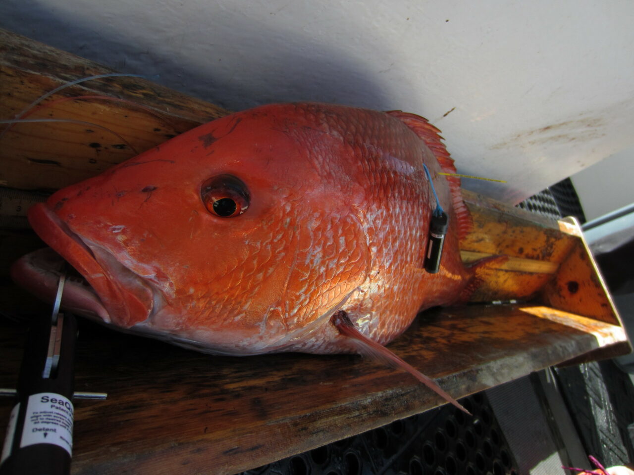 Atlantic Red Snapper