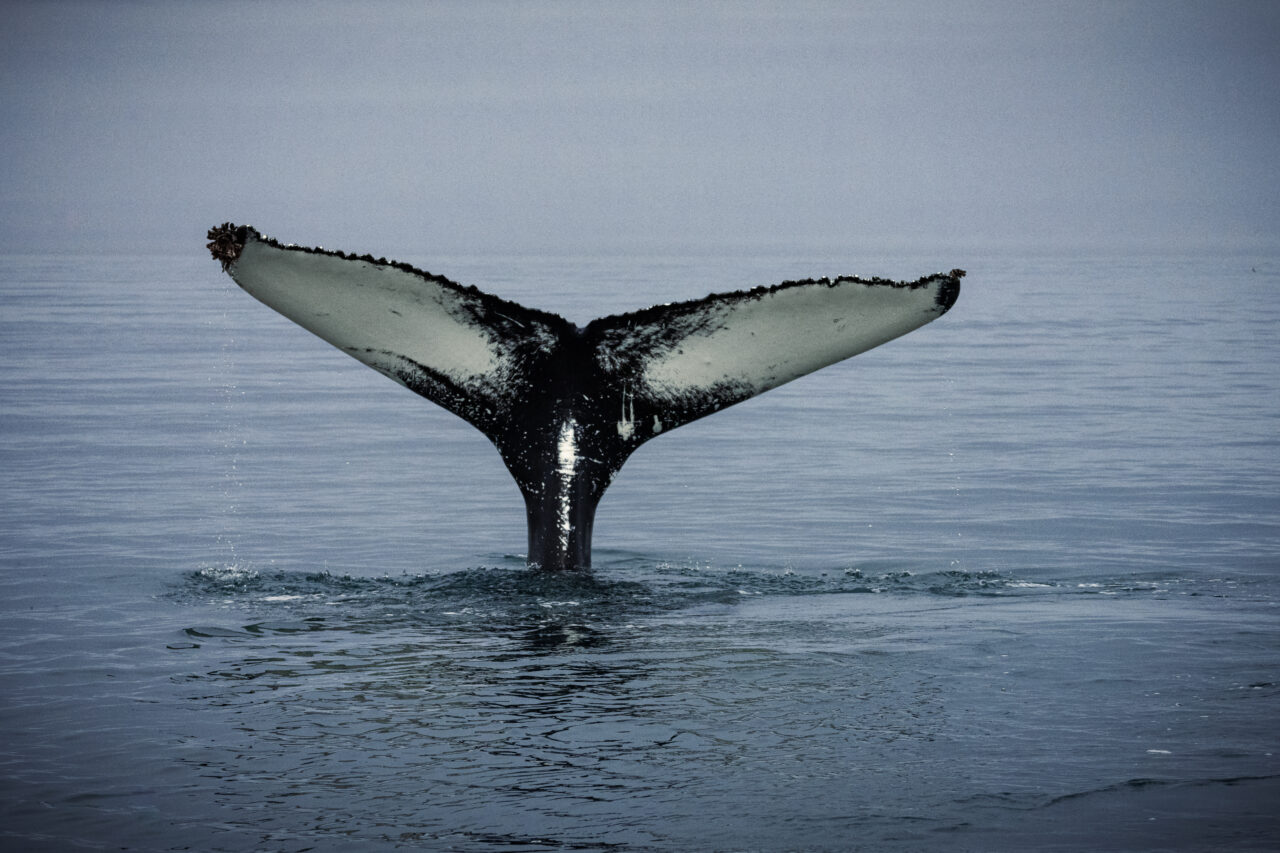 Humpback whales in Husavik Iceland.