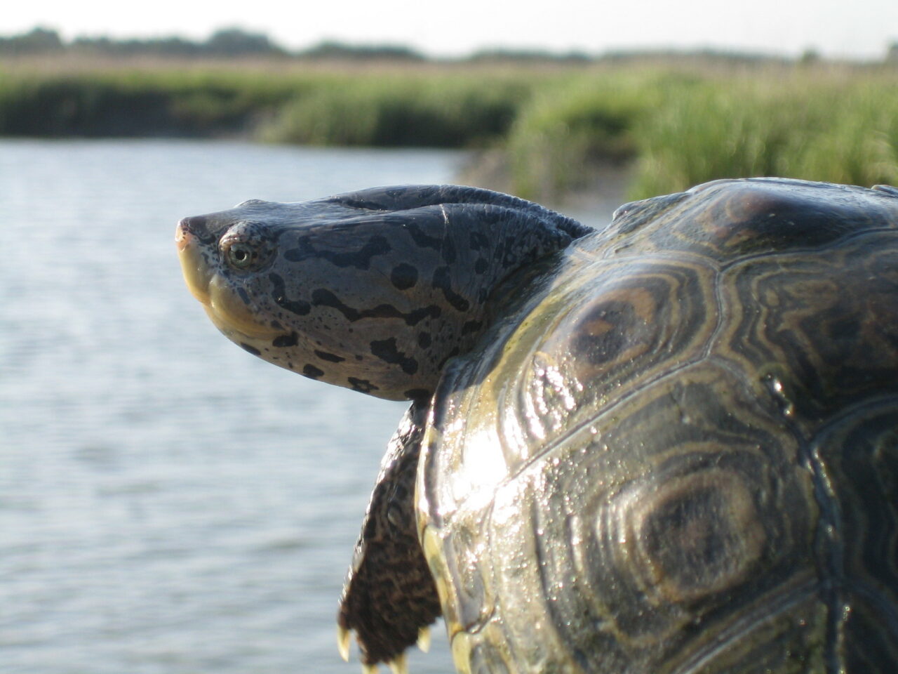 diamondback terrapin fwc