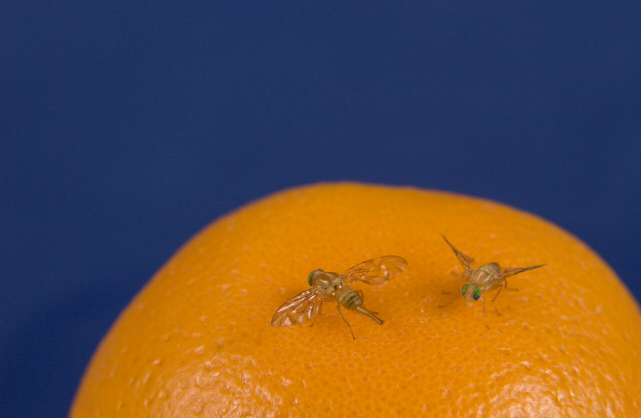 usda fruit flies