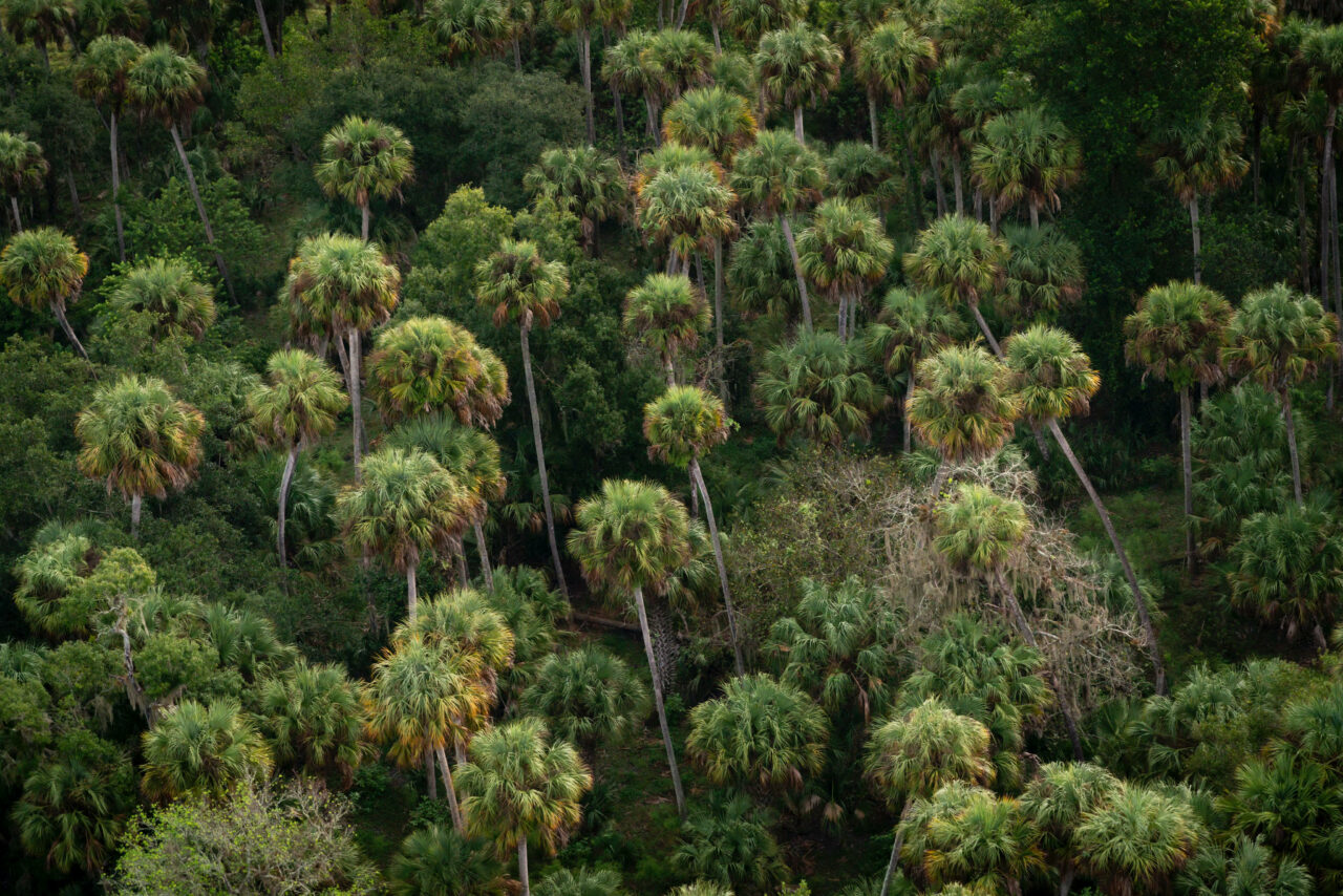 Cabbage Palm Woods by Adam Bass