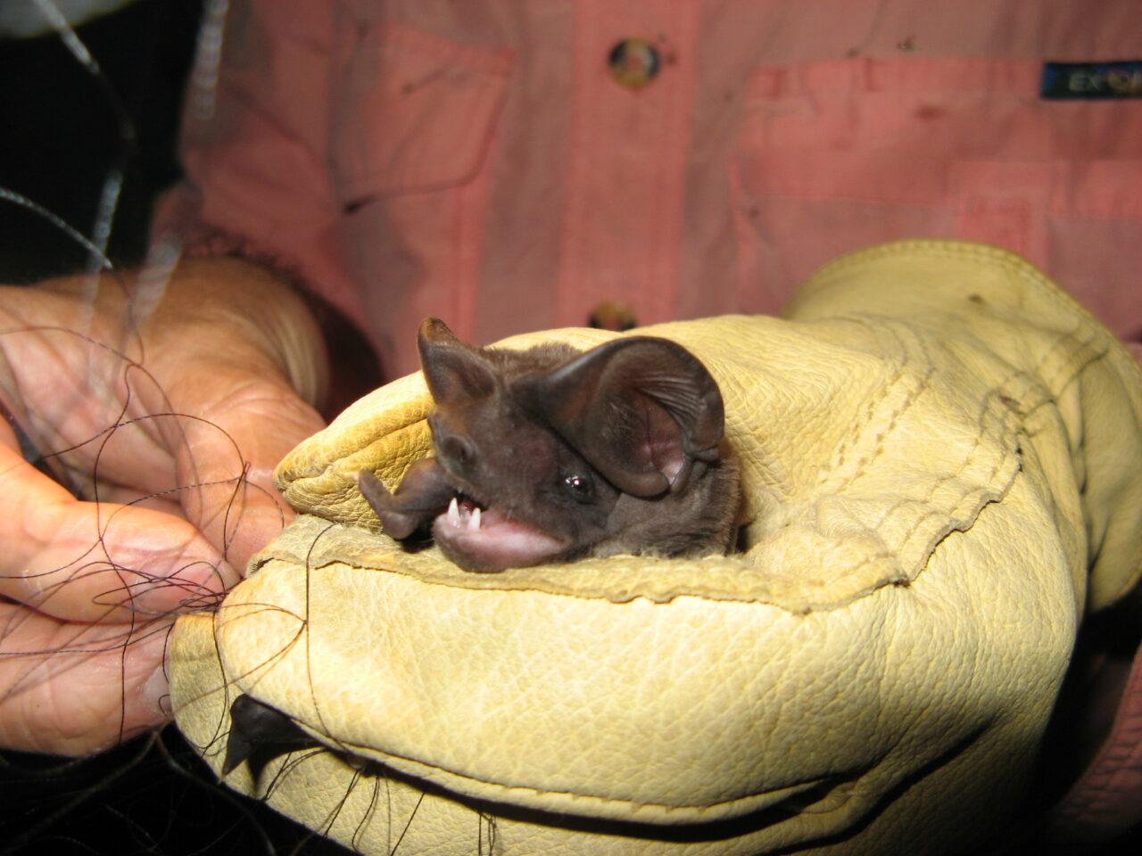 bonneted bat fwc