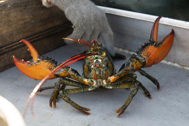 maine-lobster-ap.jpeg