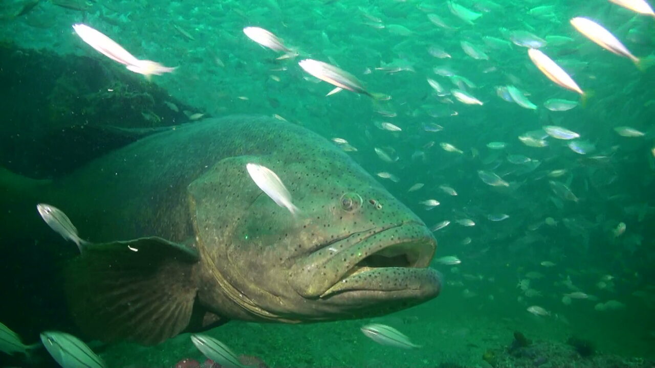 goliath grouper fwc