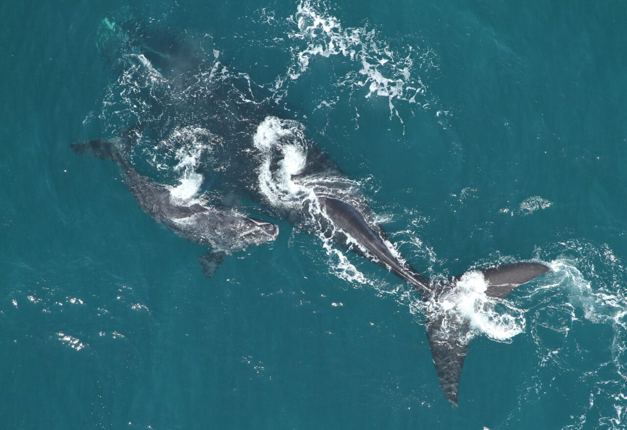 right whale 3292 fwc