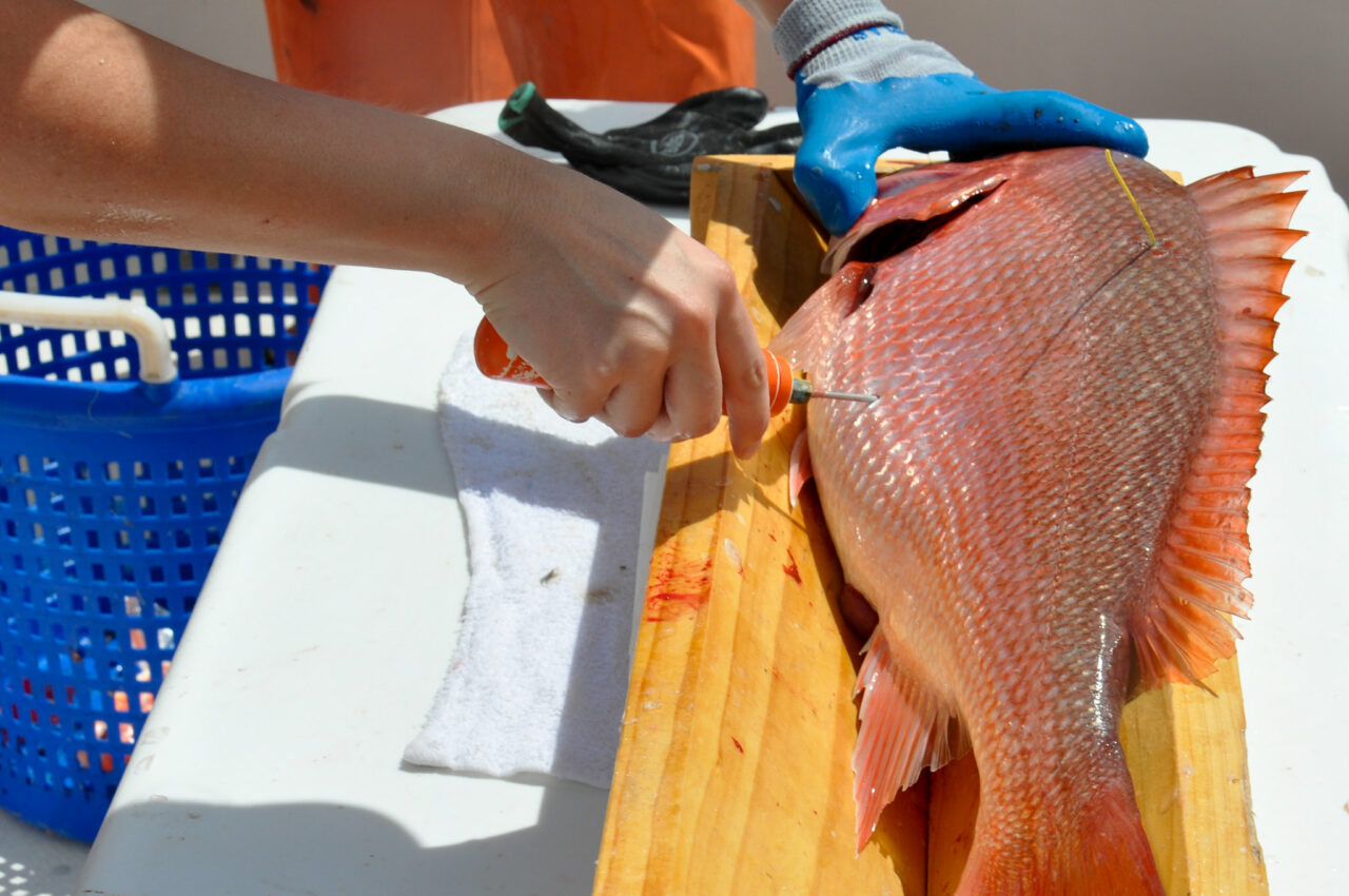 red snapper fwc