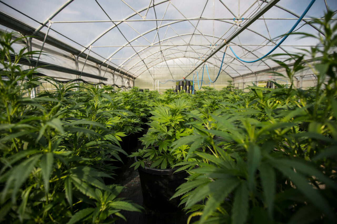 marijuana-greenhouse-farm-blue-hose-above-020122-1