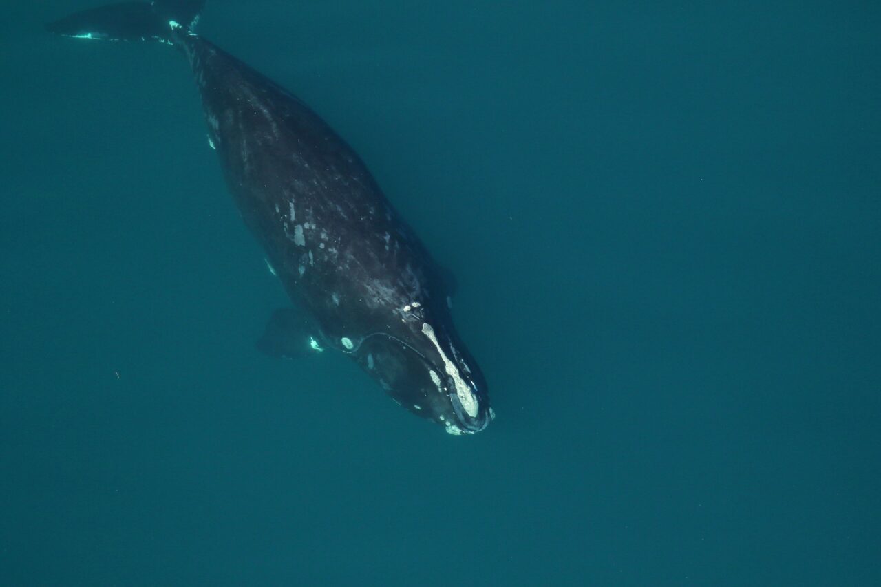 viola right whale fwc