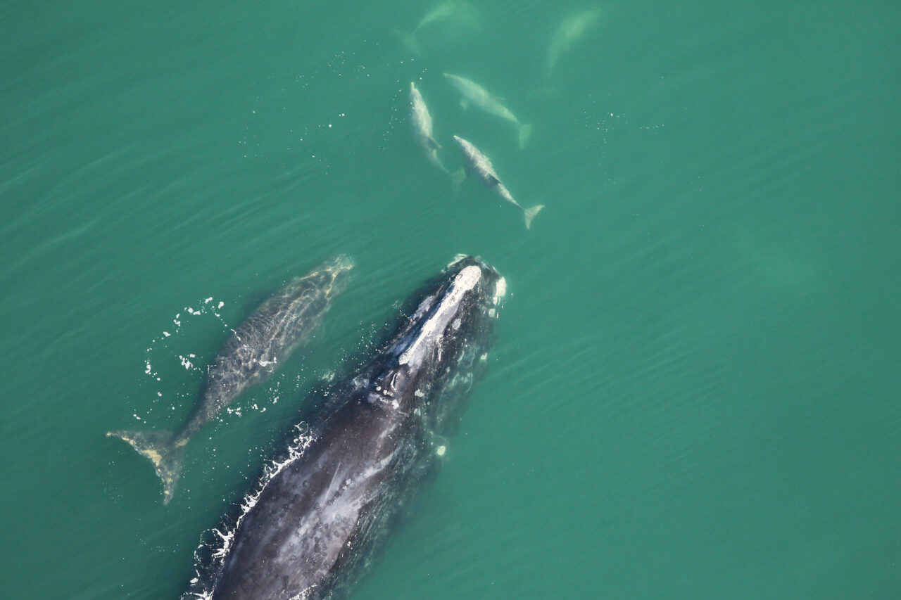 right whale spindle calf fwri