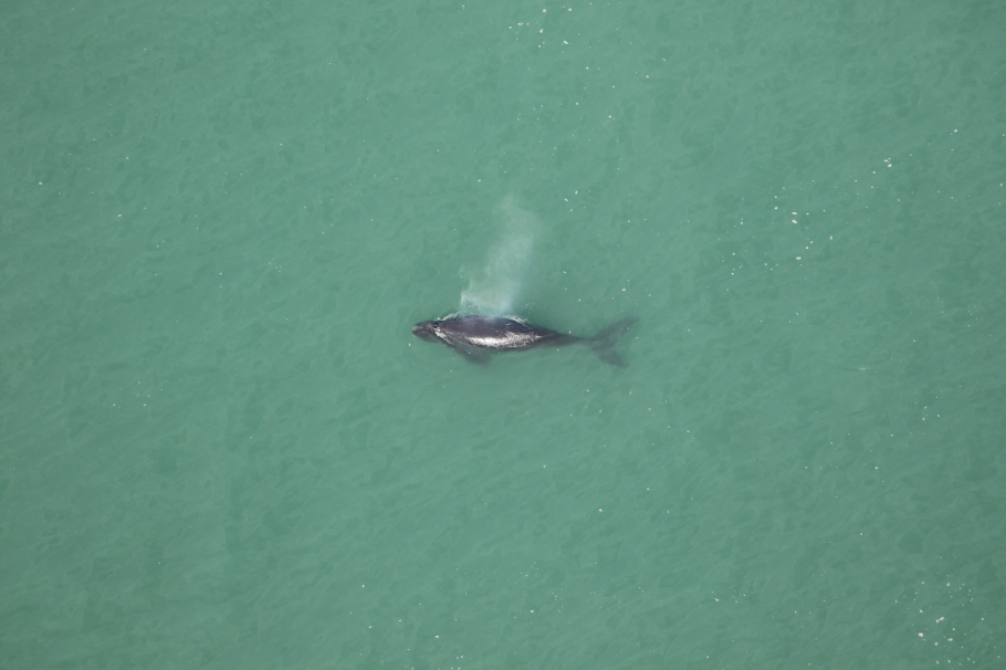 right whale calf alone