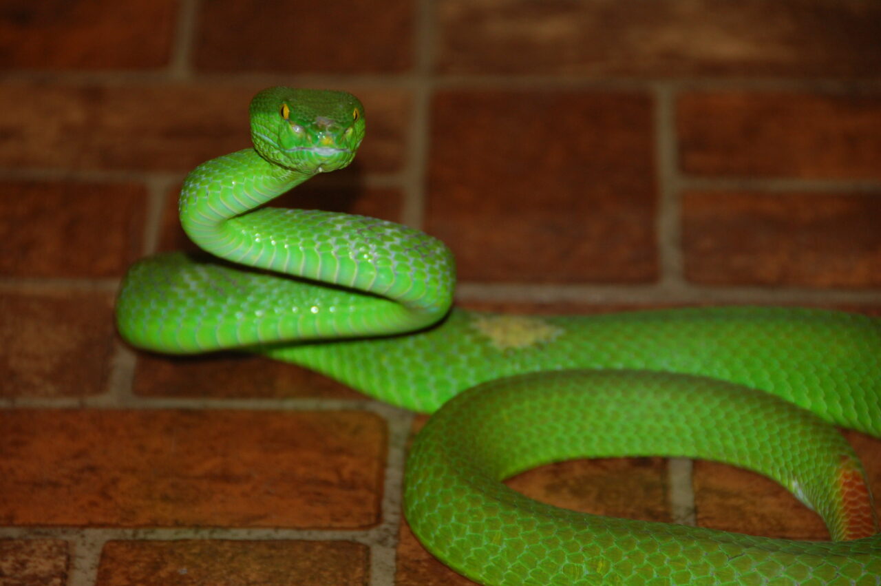 pit viper fwc