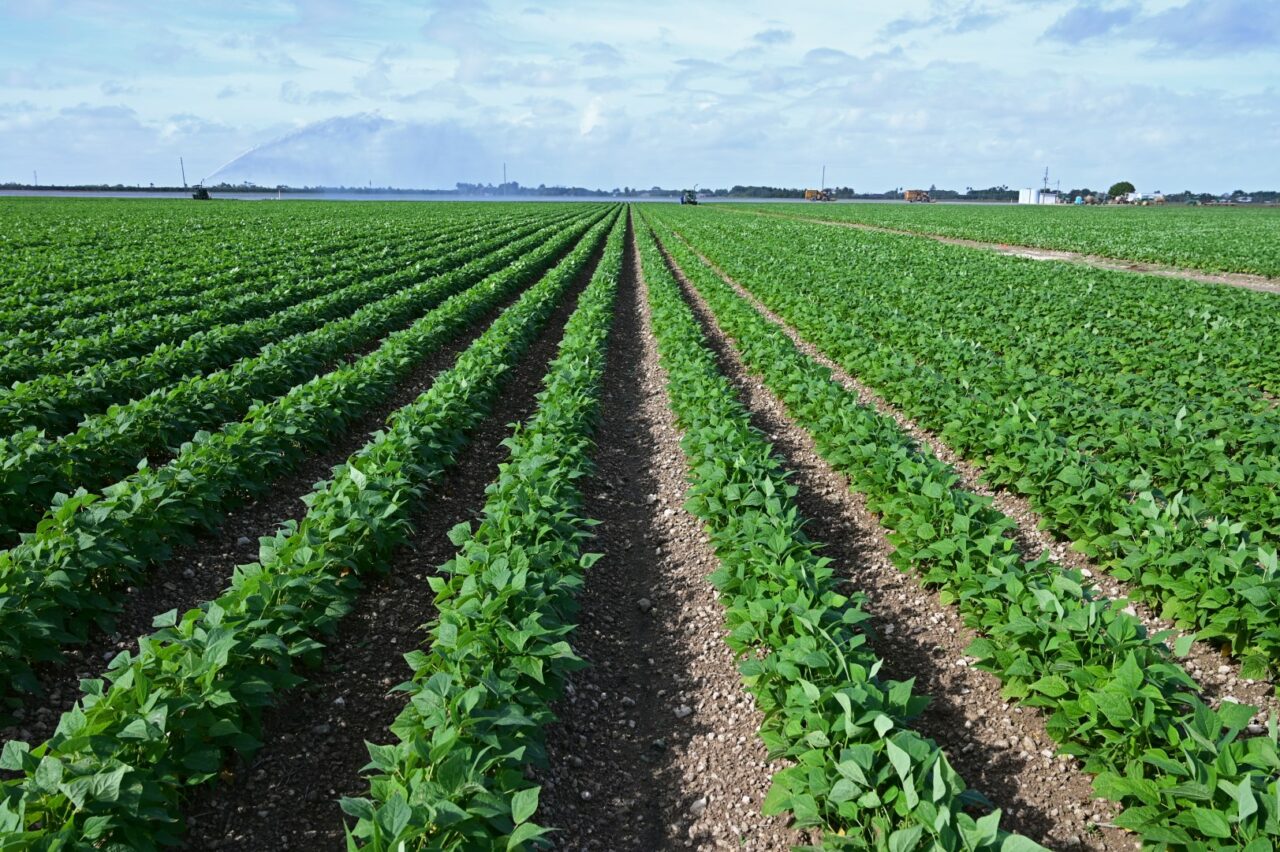 Planted green rows of produce in fields near Homestead, Florida.