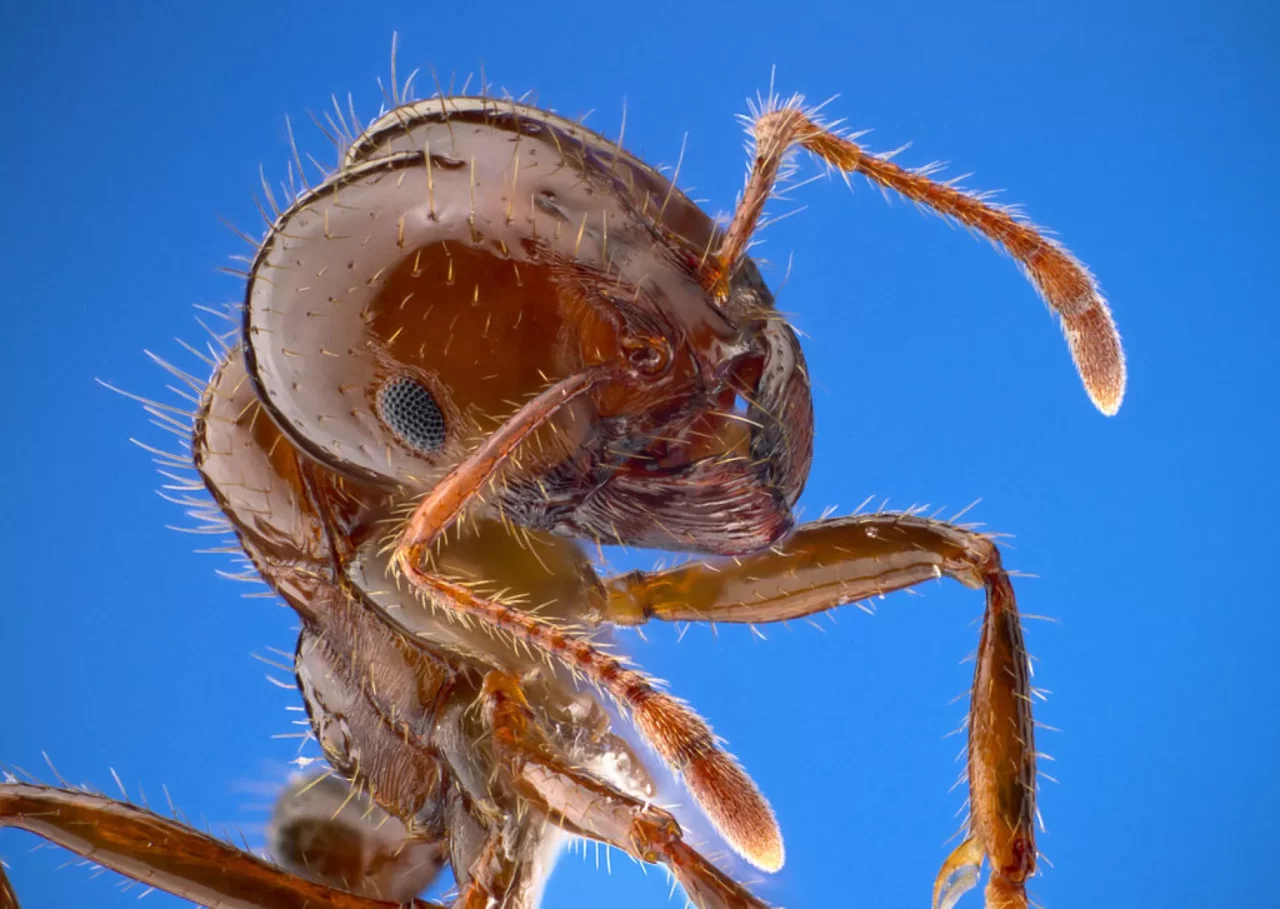 fire-ant-texas-1280x909.webp