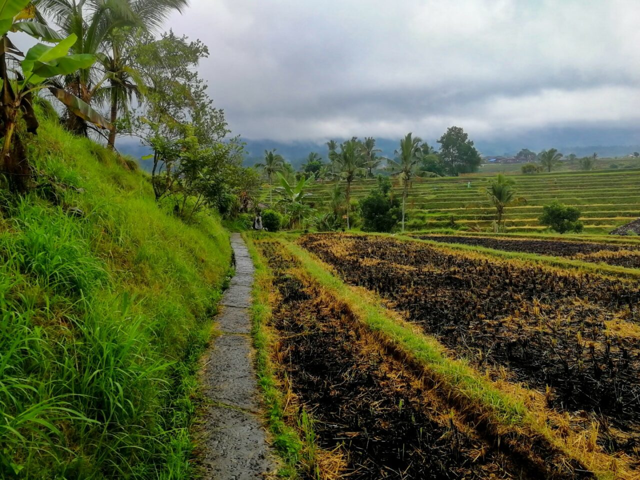 Rice field burned after the harvest, in the famous Jatiluwih ric