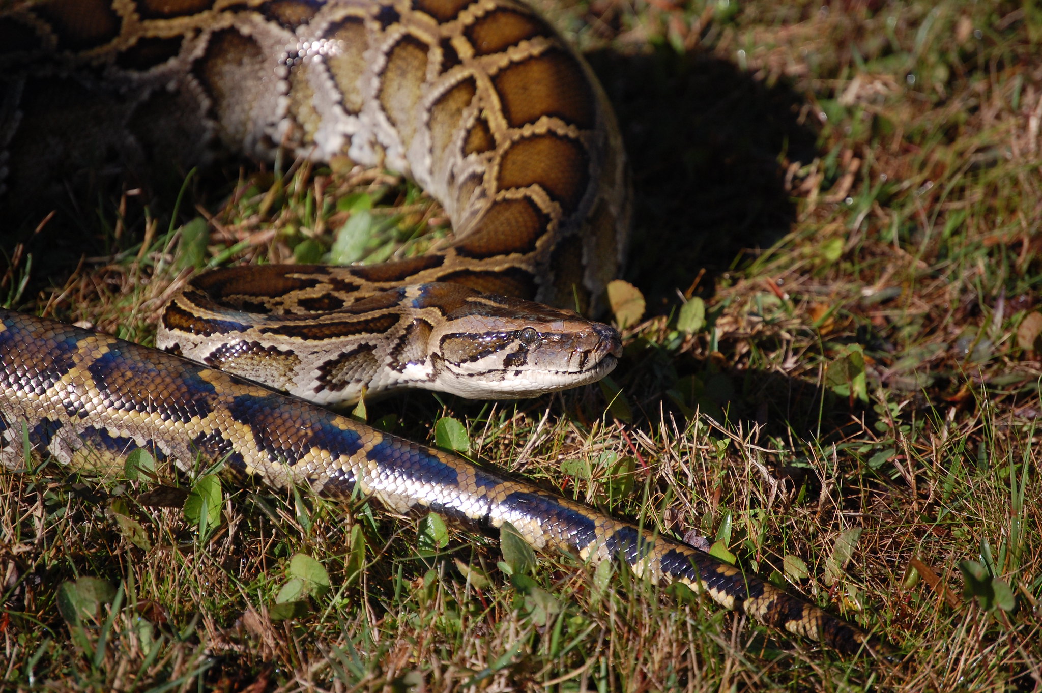 Venomous reptile penalty enhancements slither to Senate