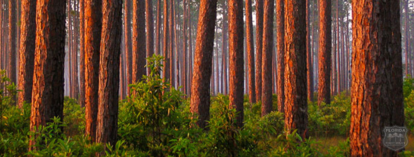 Waccasassa Forestry Center