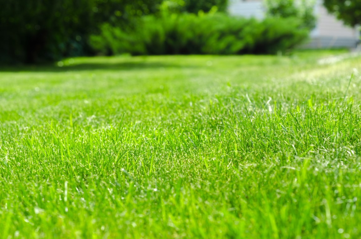 green lawn yard