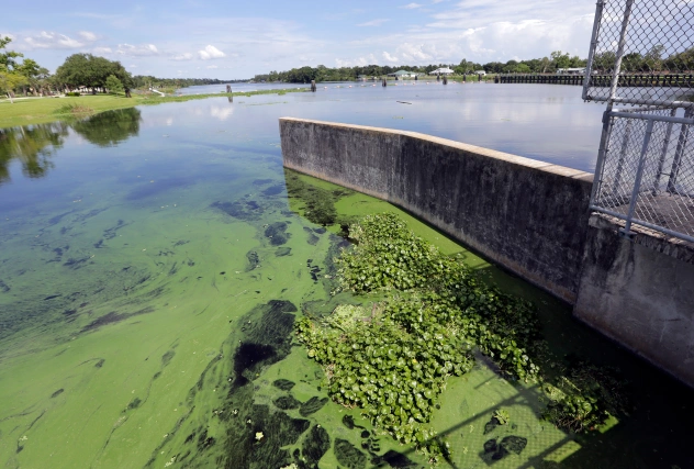 algae florida ap