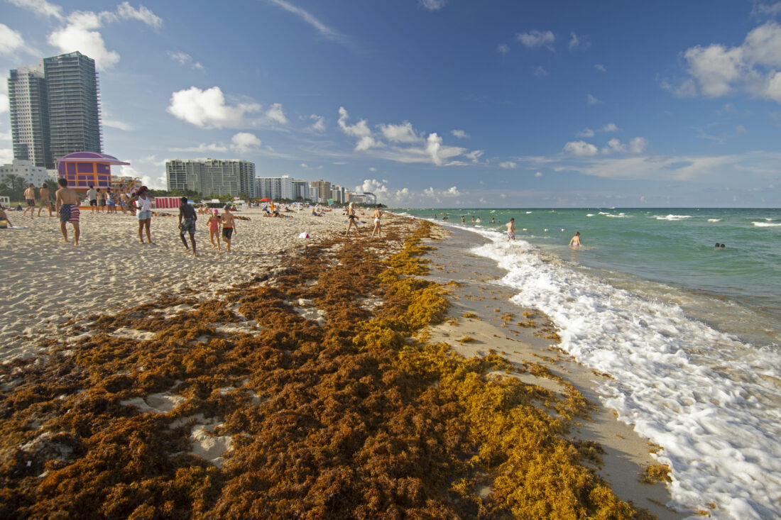 ap sargassum